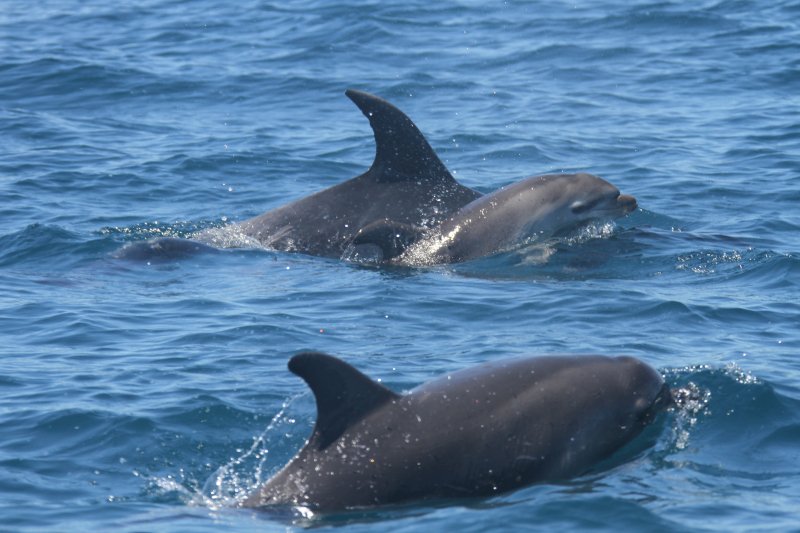 Dead bottlenose calf carried by mother.