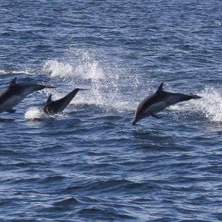 Season Ends for Taiji’s Dolphin Hunts