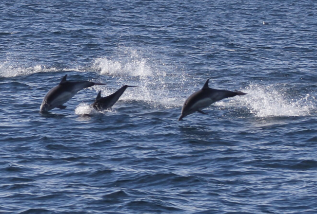 Season Ends for Taiji’s Dolphin Hunts