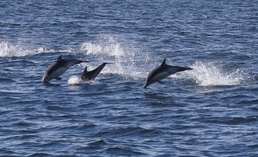 Season Ends for Taiji’s Dolphin Hunts