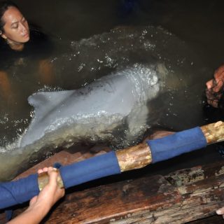 Indonesia dolphin rescue team releases dolphin into open water.
