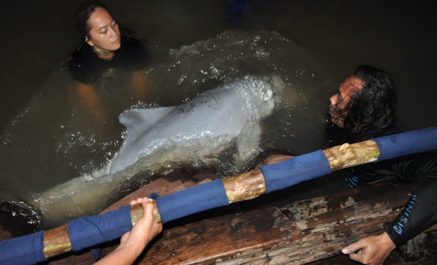 Indonesia dolphin rescue team releases dolphin into open water.