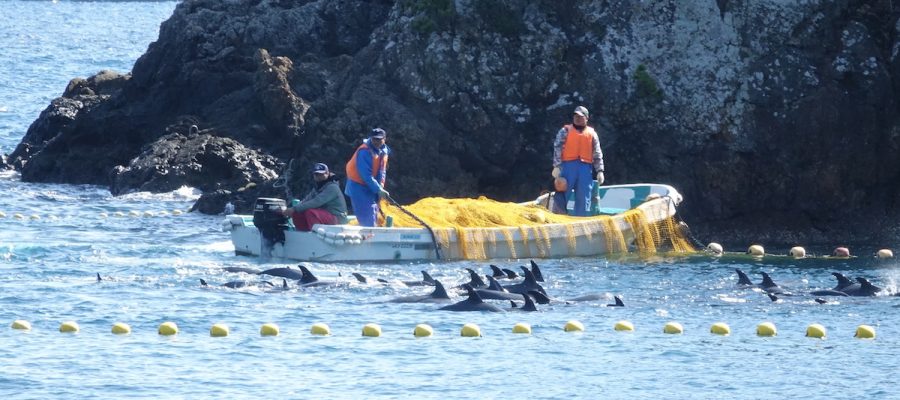Pantropical spotted dolphins are driven into the Cove, Taiji, Japan