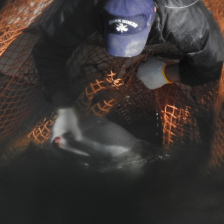 Hunters holds bloody rostrum of pantropical spotted dolphin.