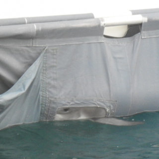 Young Risso’s calf dumped back at sea without its mother, Taiji, Japan