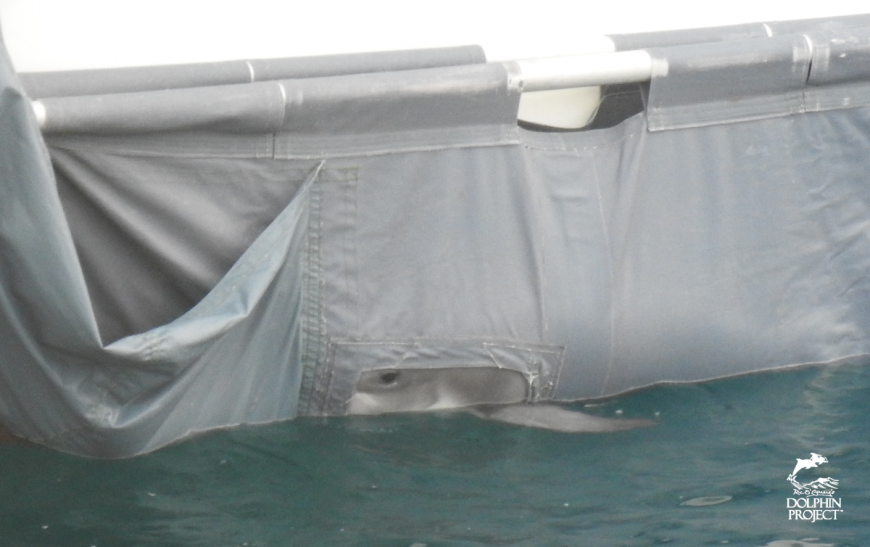 Young Risso’s calf dumped back at sea without its mother, Taiji, Japan