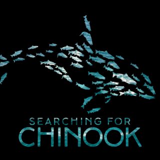 searching for chinook