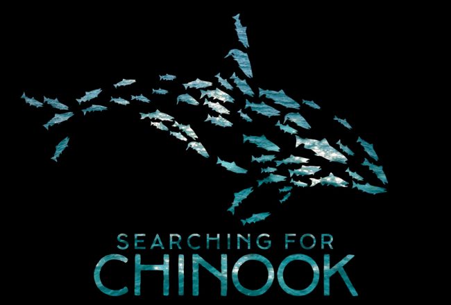 searching for chinook