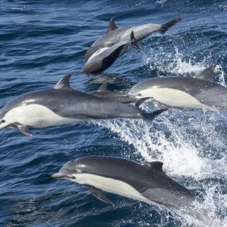 common dolphins california