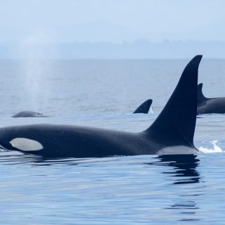 Monterey Bay orca pod