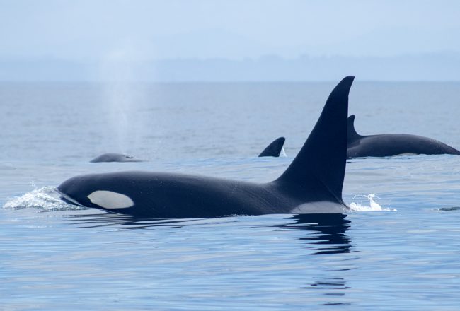 Monterey Bay orca pod