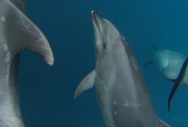 wild bottlenose dolphins underwater