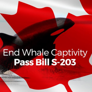 Help Canada End Whale Captivity!