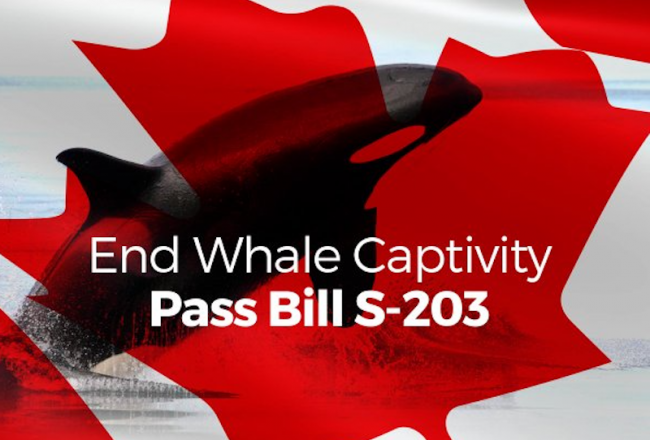 Help Canada End Whale Captivity!