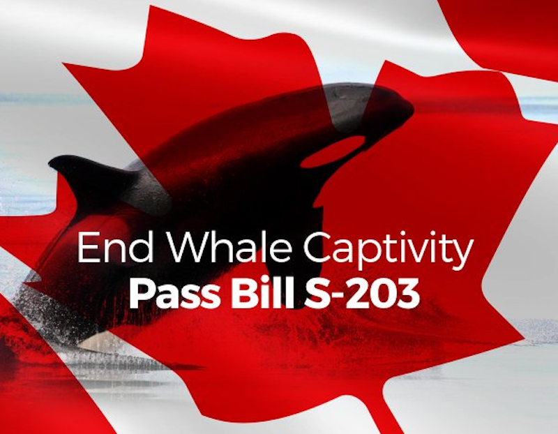 Help Canada End Whale Captivity!