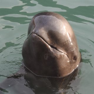 Dolphin captivity