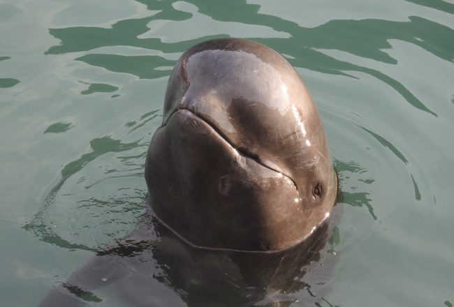 Dolphin captivity