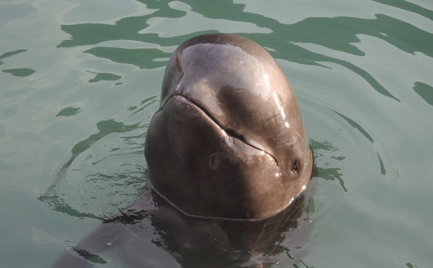 Dolphin captivity