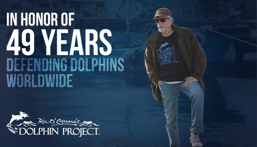Happy 49th Birthday Dolphin Project!