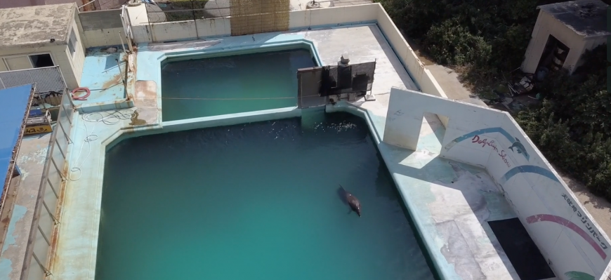 Honey the bottlenose dolphin languishes in her tank at the Inubosaki Marine Park Aquarium in Japan