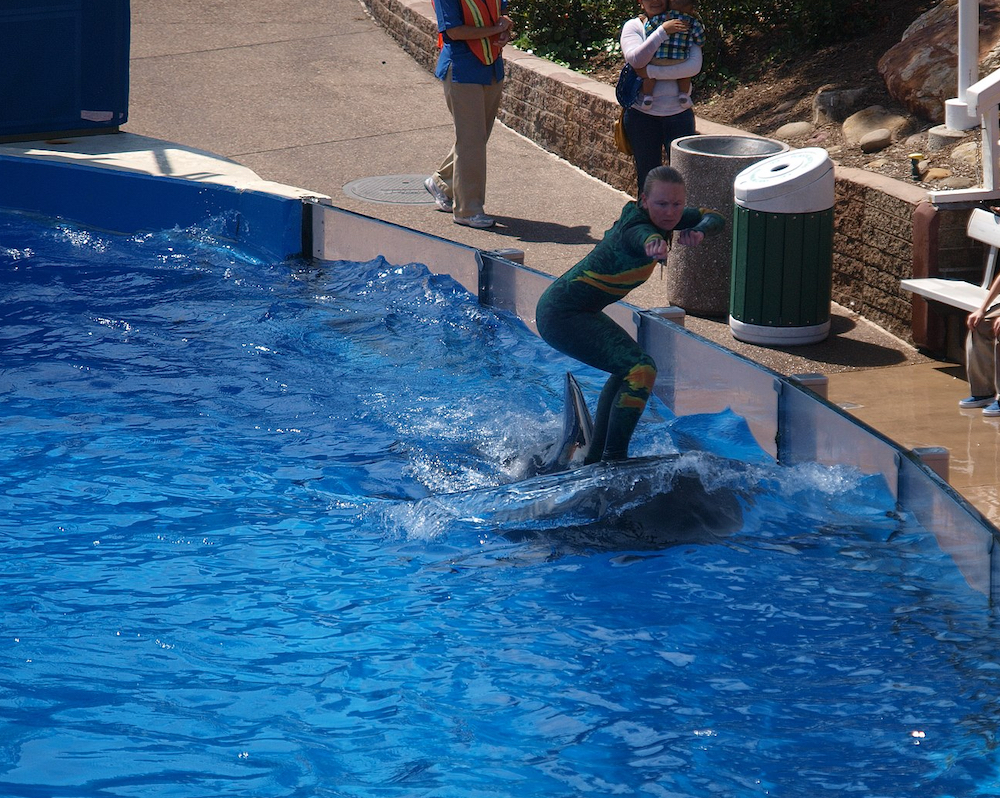 Trainer “surfs” atop a pilot whale, SeaWorld San Diego 2012