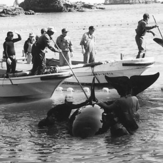 Orca capture in 1997