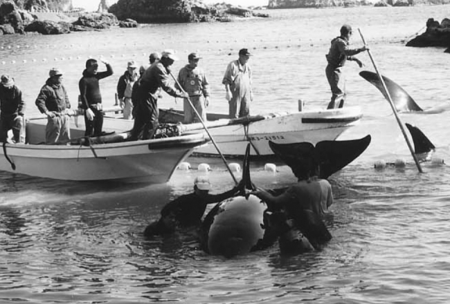 Orca capture in 1997