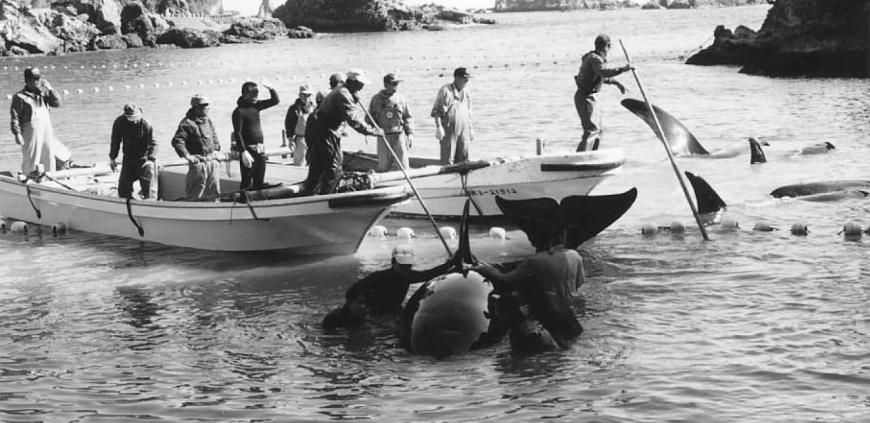 Orca capture in 1997
