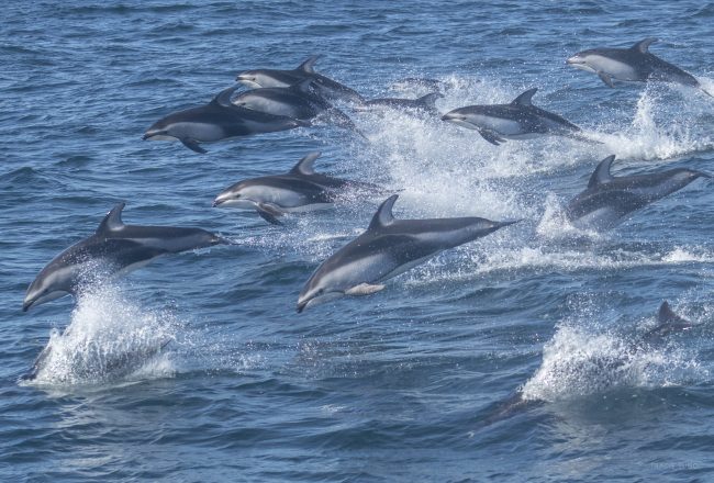 Wild Pacific White Sided Dolphins