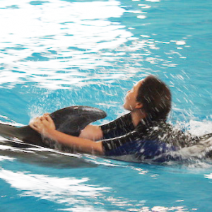 Swim-with-dolphins programs Swim-with-dolphins programs