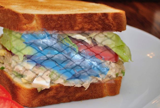 Did dolphins die for your tuna sandwich?