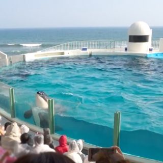 Captive orca at Kamogawa Sea World, Japan