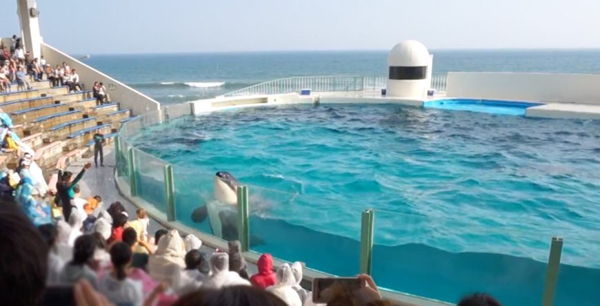 Captive orca at Kamogawa Sea World, Japan