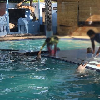 Dolphins perform for tourists, Melka Excelsior Hotel, Indonesia