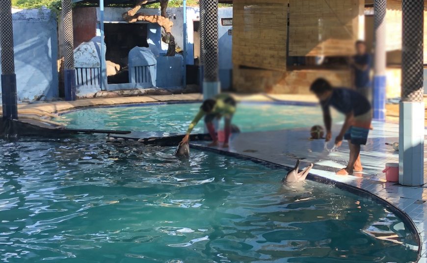 Dolphins perform for tourists, Melka Excelsior Hotel, Indonesia