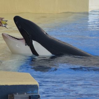 Orcas held captive at Loro Parque.
