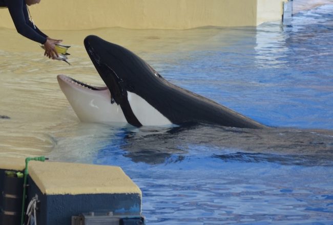 Orcas held captive at Loro Parque.