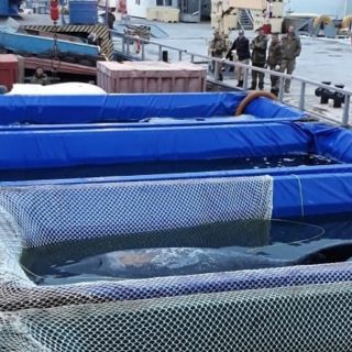 Russian whales released