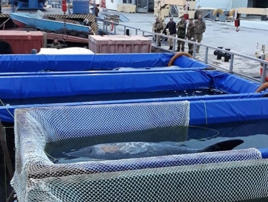 Russian whales released