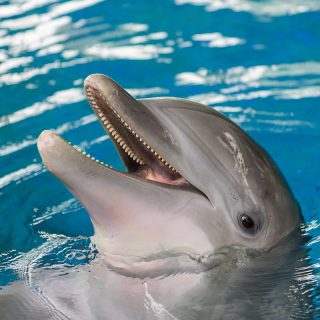 Bottlenose dolphin Maya. Credit: National Aquarium