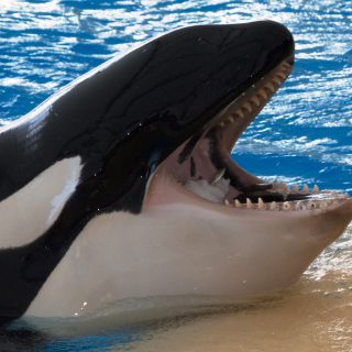Captive orca at Loro Parque
