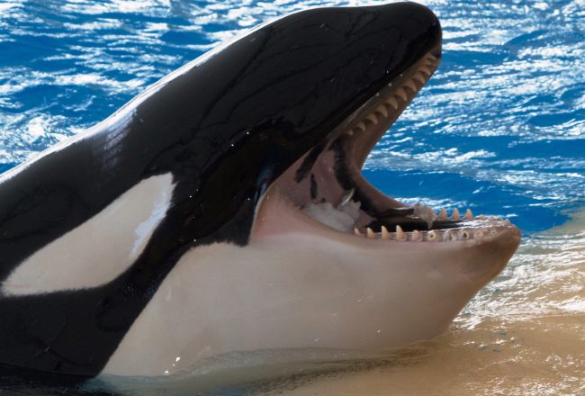 Captive orca at Loro Parque
