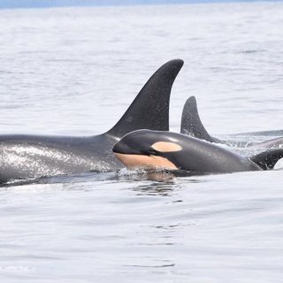 J31 swimming with calf off Vancouver Island, credit: Fisheries and Oceans Canada (DFO)