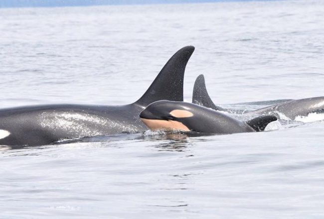 J31 swimming with calf off Vancouver Island, credit: Fisheries and Oceans Canada (DFO)