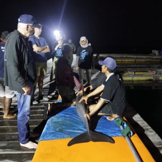 Dolphins prepared for transport, Bali, Indonesia.