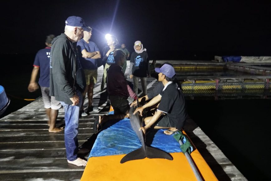 Dolphins prepared for transport, Bali, Indonesia.