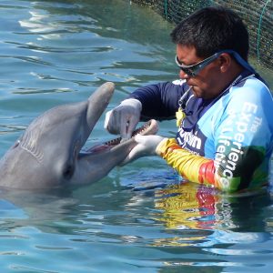 Isla Mujeres 2 A dolphin with rake marks and a discolored rostrum gets medical treatment at Dolphin Discovery's Isla-Mujeres location. Picture Credit: Empty the Tanks/Dolphin Project