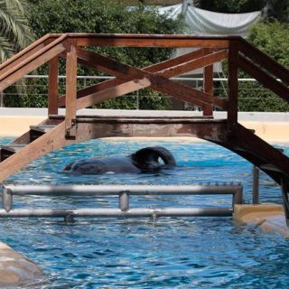 Keto, Loro Parque, Tenerife, Spain, Credit: Helene O'Barry