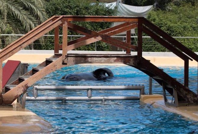 Keto, Loro Parque, Tenerife, Spain, Credit: Helene O'Barry