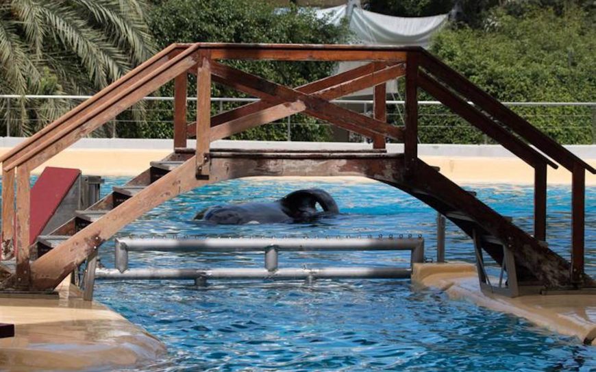 Keto, Loro Parque, Tenerife, Spain, Credit: Helene O'Barry